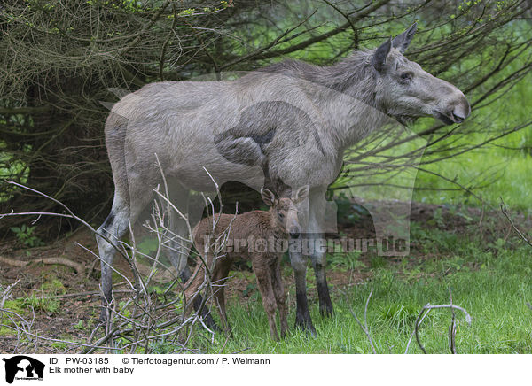 Elchmutter mit Jungtier / Elk mother with baby / PW-03185