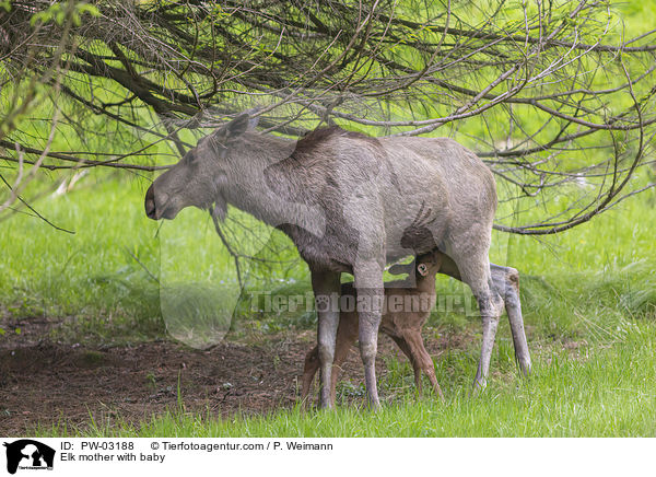 Elchmutter mit Jungem / Elk mother with baby / PW-03188