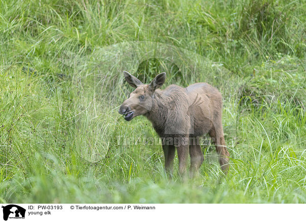 young elk / PW-03193