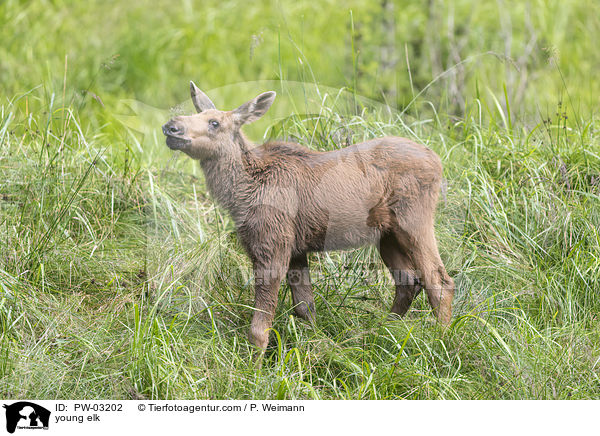 young elk / PW-03202