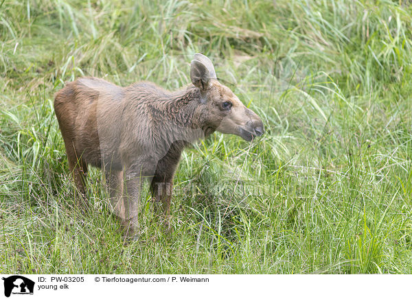 young elk / PW-03205