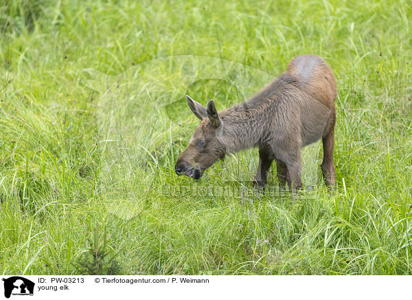 junger Elch / young elk / PW-03213