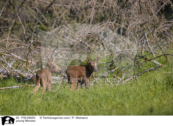 junge Elche / young Mooses / PW-08650