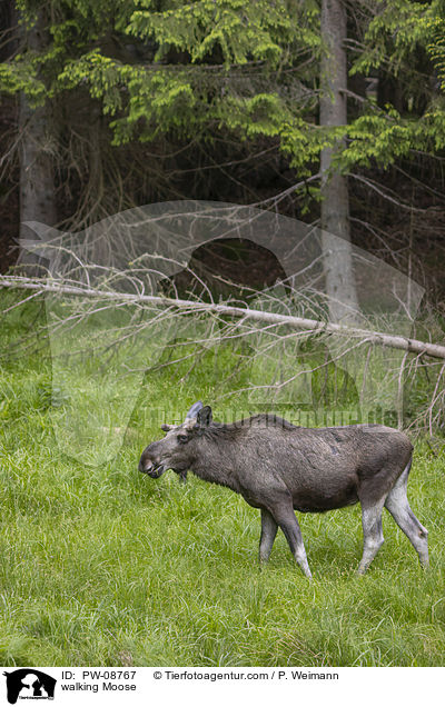 laufender Elch / walking Moose / PW-08767