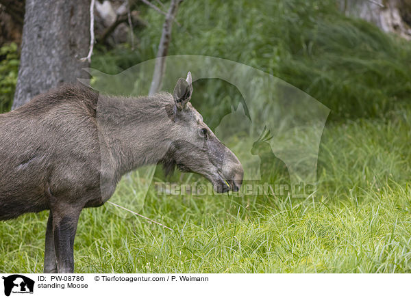 stehender Elch / standing Moose / PW-08786