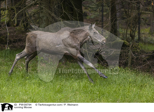 running Moose / PW-08794