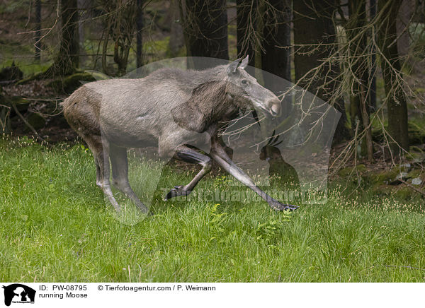 rennender Elch / running Moose / PW-08795