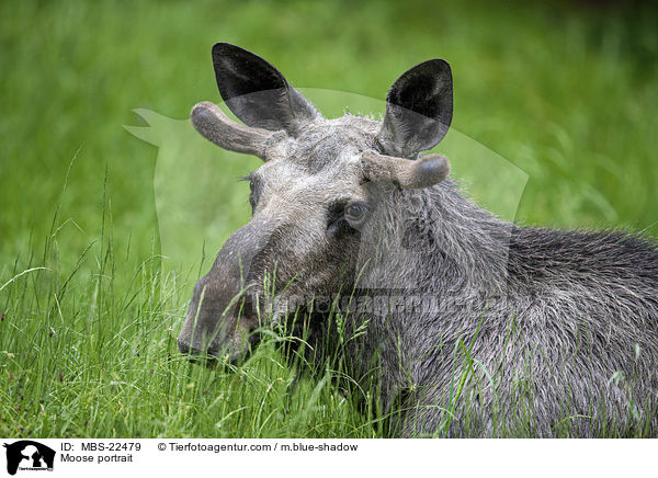 Elch Portrait / Moose portrait / MBS-22479