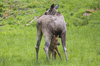 Elk mother with baby