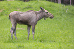 standing Elk