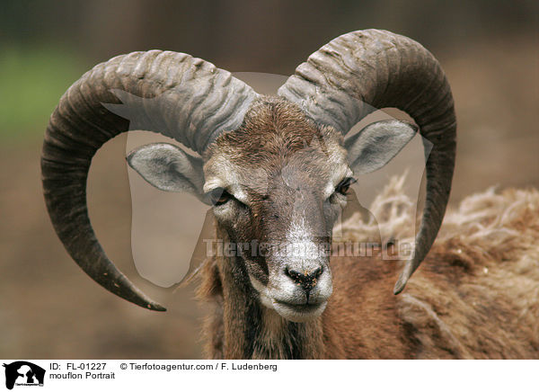 mouflon Portrait / FL-01227