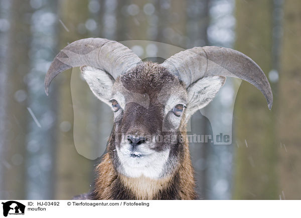 Mufflon / mouflon / HJ-03492