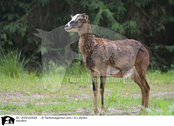 Mufflon / mouflon / AVD-02428