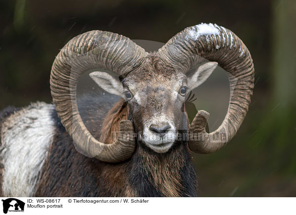 Mufflon Portrait / Mouflon portrait / WS-08617