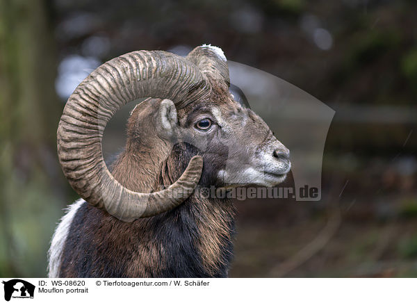 Mufflon Portrait / Mouflon portrait / WS-08620