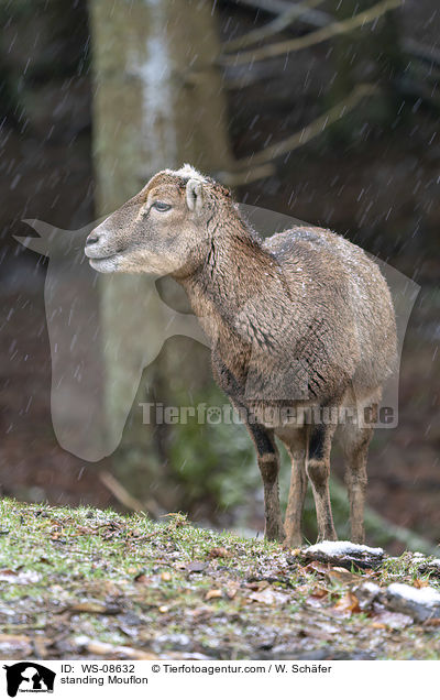 stehender Mufflon / standing Mouflon / WS-08632