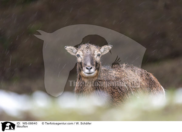 Mufflon / Mouflon / WS-08640