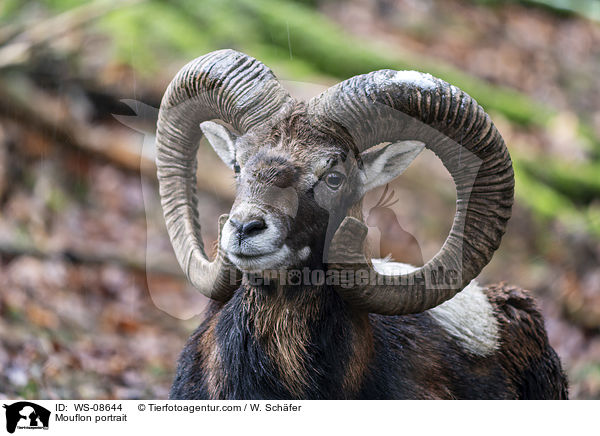 Mufflon Portrait / Mouflon portrait / WS-08644