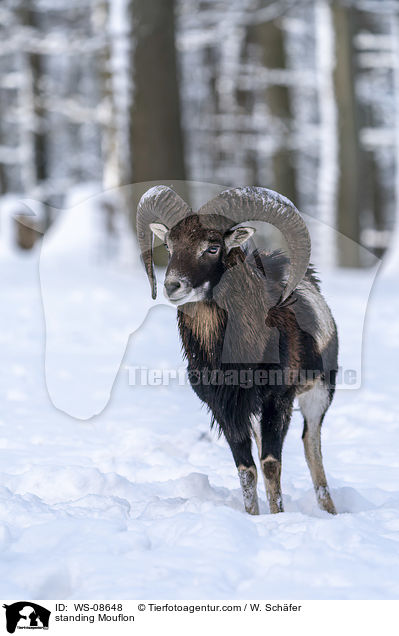 stehender Mufflon / standing Mouflon / WS-08648