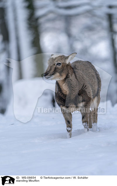 stehender Mufflon / standing Mouflon / WS-08654