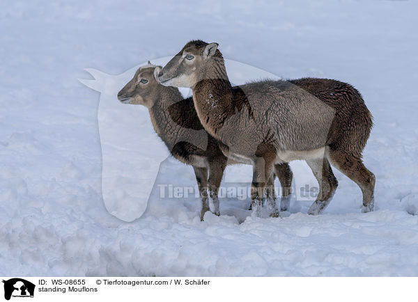 stehende Mufflons / standing Mouflons / WS-08655