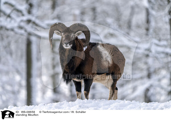 stehender Mufflon / standing Mouflon / WS-08658