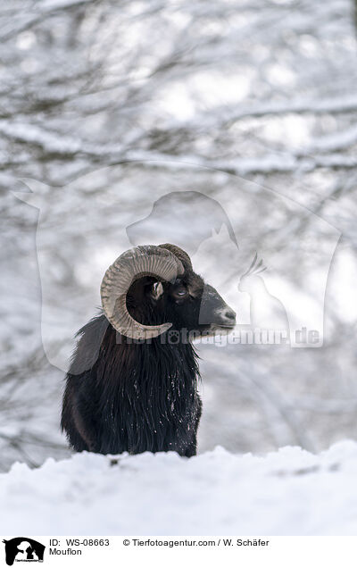 Mufflon / Mouflon / WS-08663