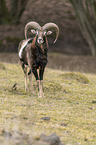 mouflon