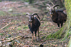 standing Mouflons