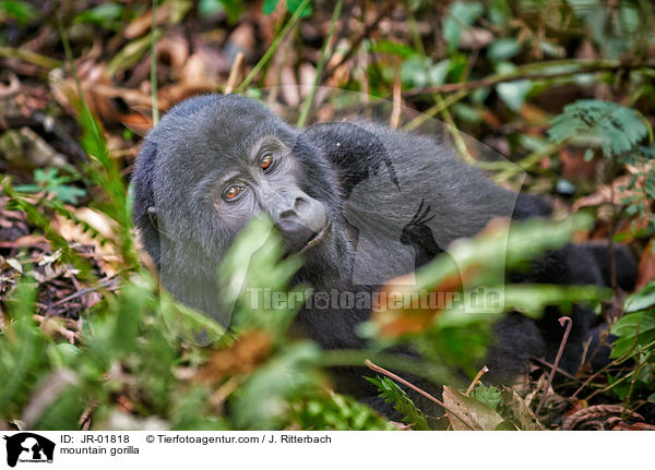 Berggorilla / mountain gorilla / JR-01818