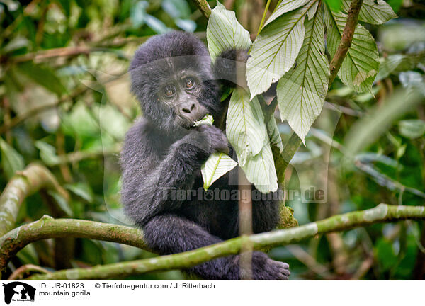 Berggorilla / mountain gorilla / JR-01823