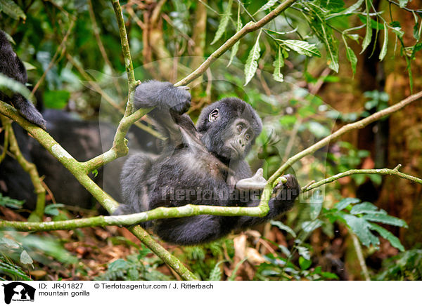 Berggorilla / mountain gorilla / JR-01827