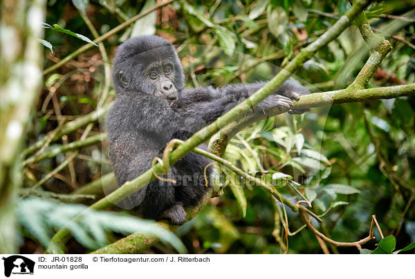 Berggorilla / mountain gorilla / JR-01828