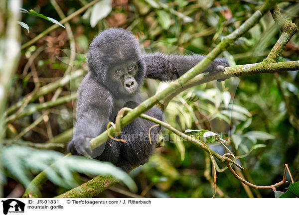 Berggorilla / mountain gorilla / JR-01831