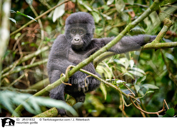 Berggorilla / mountain gorilla / JR-01832