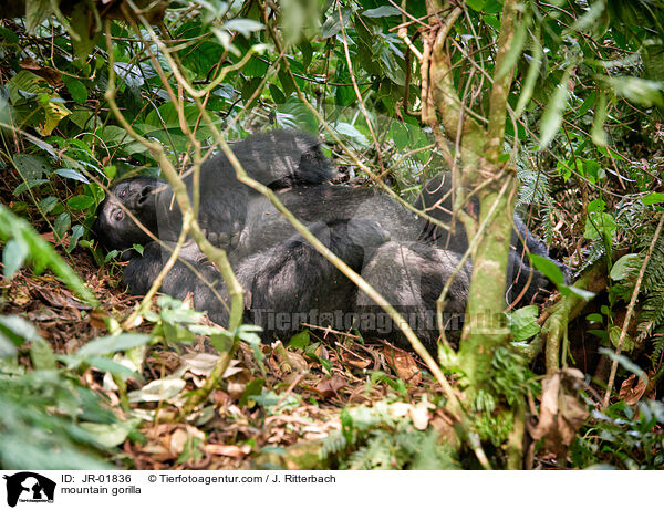 Berggorilla / mountain gorilla / JR-01836