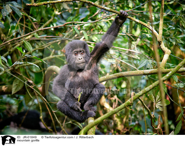 Berggorilla / mountain gorilla / JR-01849