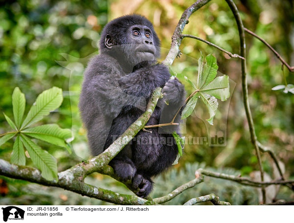 mountain gorilla / JR-01856