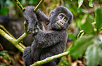 mountain gorilla