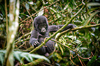 mountain gorilla