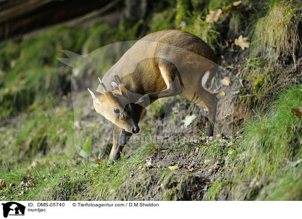 Muntjak / muntjac / DMS-05740