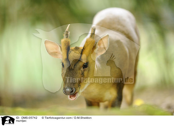 muntjac / DMS-05742