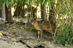 muntjac