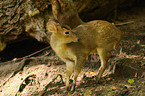 muntjac