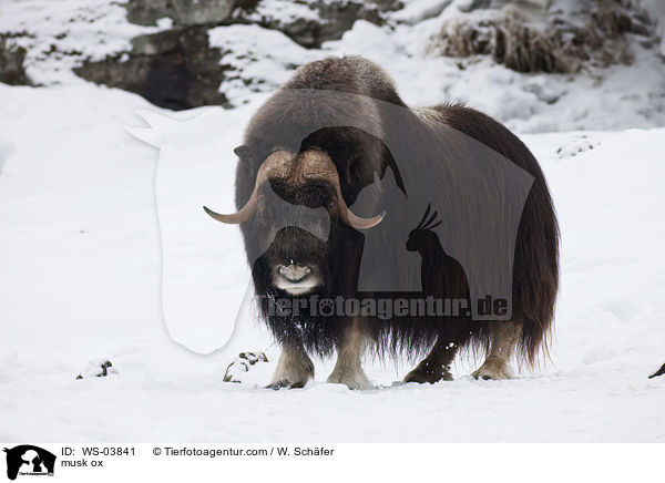 Moschusochse / musk ox / WS-03841