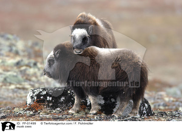 Moschusochsen / musk oxes / FF-01499