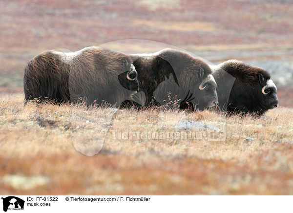 Moschusochsen / musk oxes / FF-01522