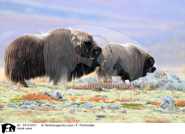 Moschusochsen / musk oxes / FF-01531