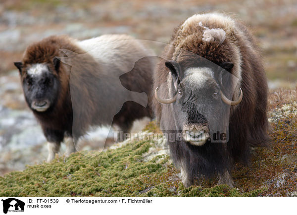 Moschusochsen / musk oxes / FF-01539