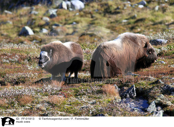 Moschusochsen / musk oxes / FF-01813